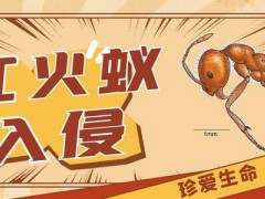 紅火蟻已入侵12??！